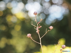 サルスベリの実