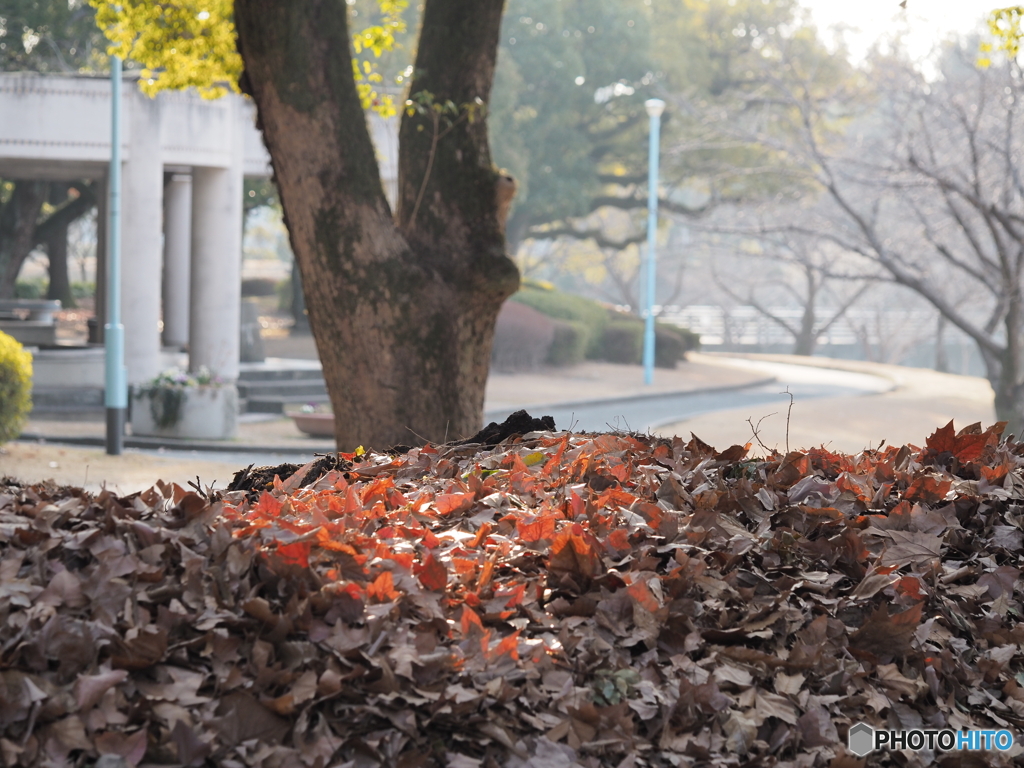 落ち葉