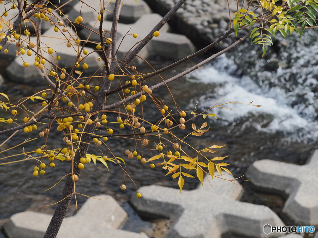 川岸のセンダン
