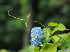 紫陽花