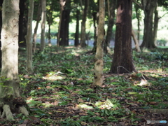 風の後