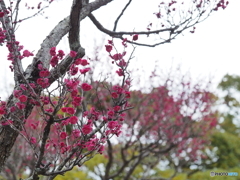 紅梅