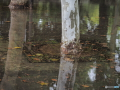 雨の後の公園－３