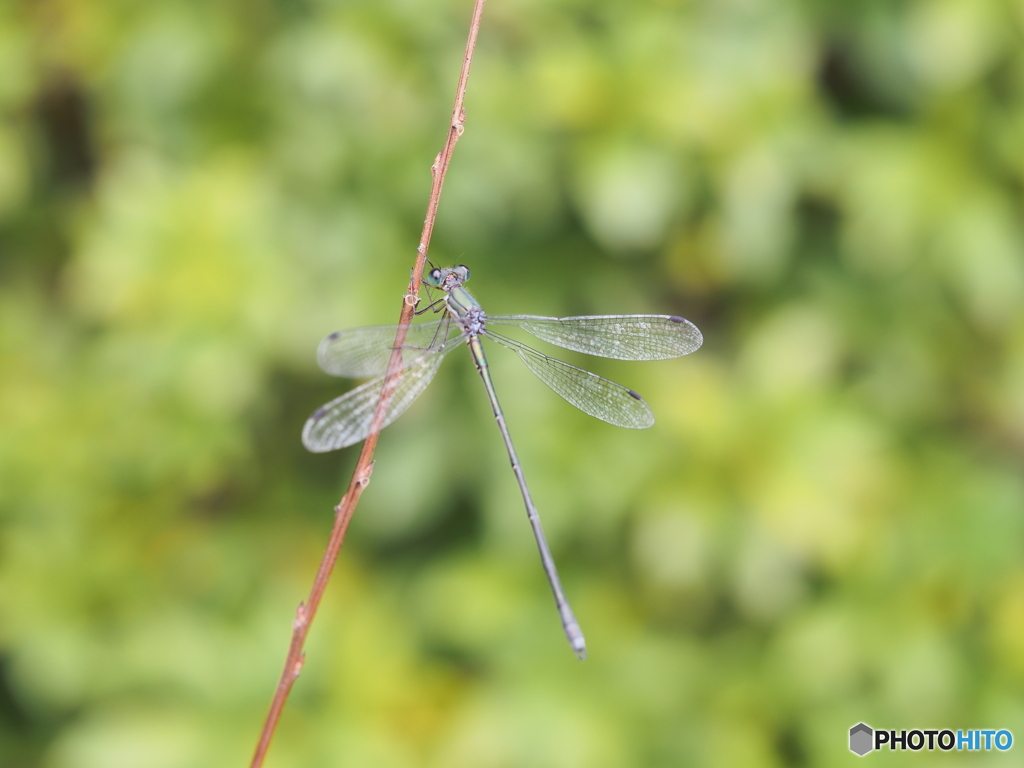 アオイトトンボ