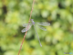 アオイトトンボ