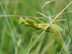 カマキリ