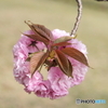 八重桜