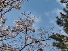 桜にメジロ