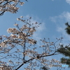 桜にメジロ