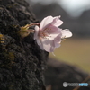 足元からの開花
