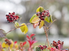 タンキリマメの実