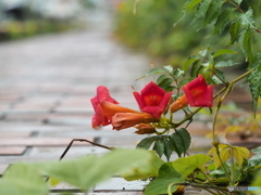 雨に佇む