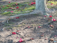 椿の落花