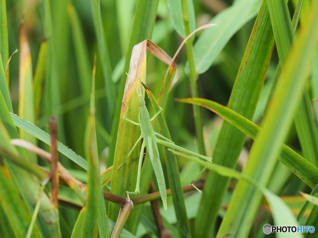 ショウリョウバッタ