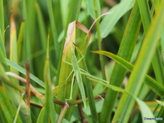 ショウリョウバッタ