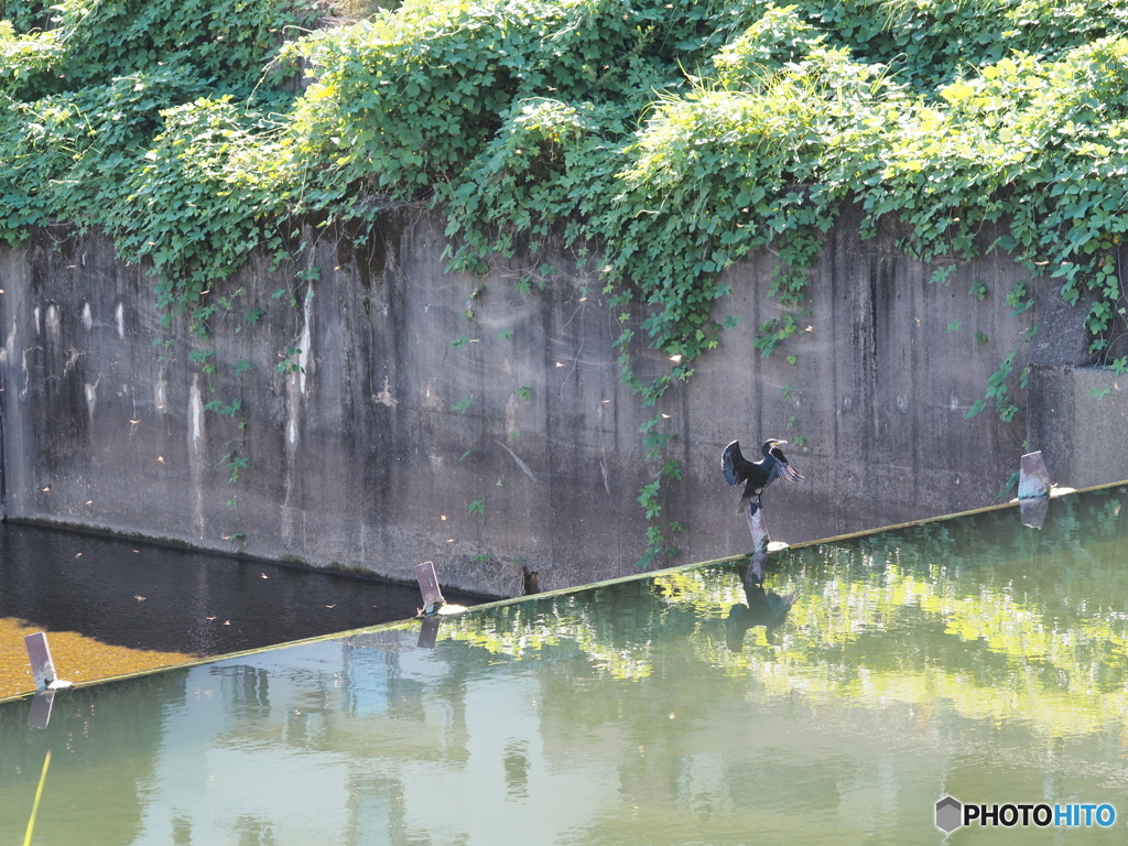 カワウとトンボ