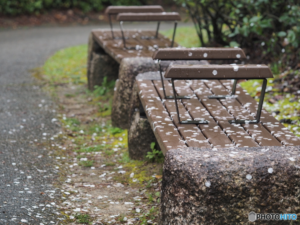 桜の散歩道