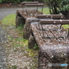 桜の散歩道
