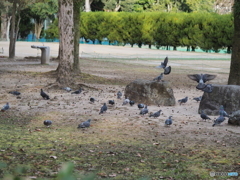 群れる鳩