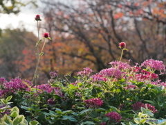 晩秋の花壇