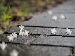 雨に花散る