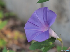 朝顔