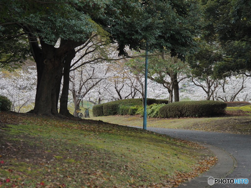お花見日和－１