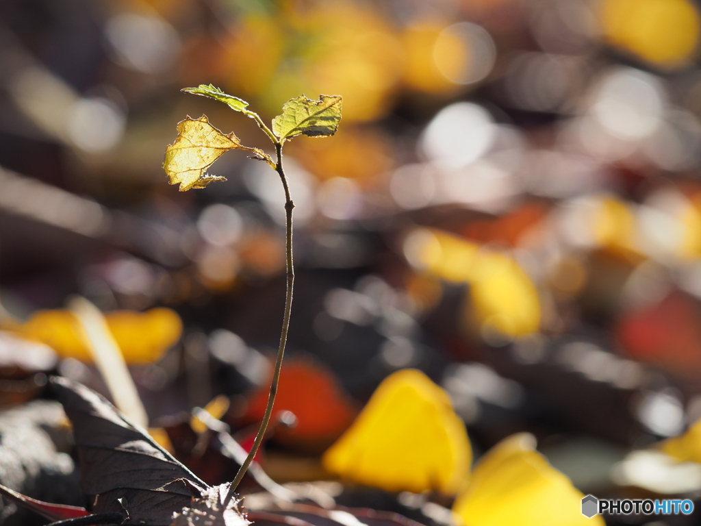 落ち葉と新芽