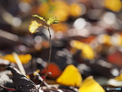 落ち葉と新芽