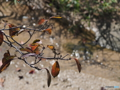 紅葉