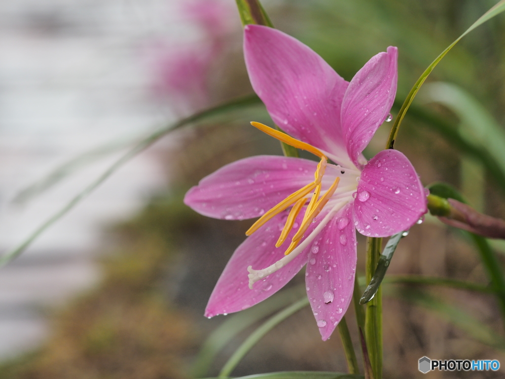 雨の合間の散歩－３