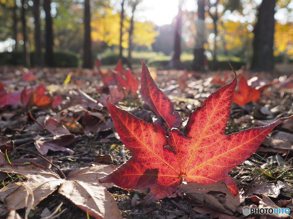 紅葉ー１