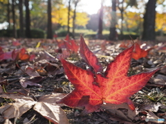 紅葉ー１