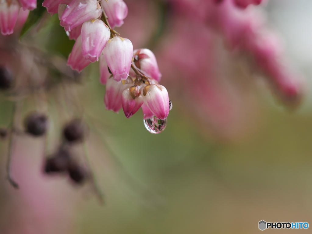 馬酔木の花