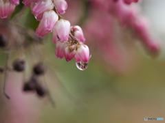 馬酔木の花
