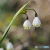釣鐘風の花－２