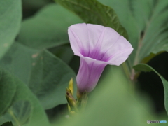 さつまいもの花