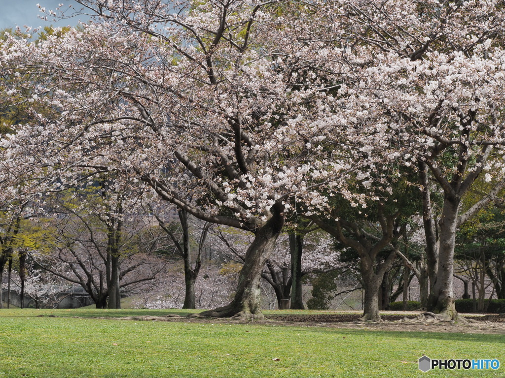 桜のある風景－３