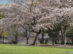 桜のある風景－３