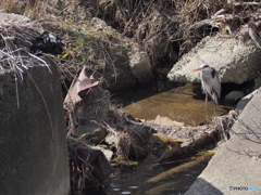 孤高のアオサギ