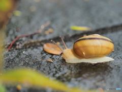 雨にはカタツムリ