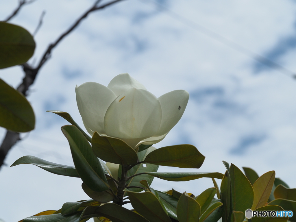 タイサンボクの花が咲きだした