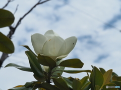 タイサンボクの花が咲きだした