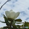 タイサンボクの花が咲きだした