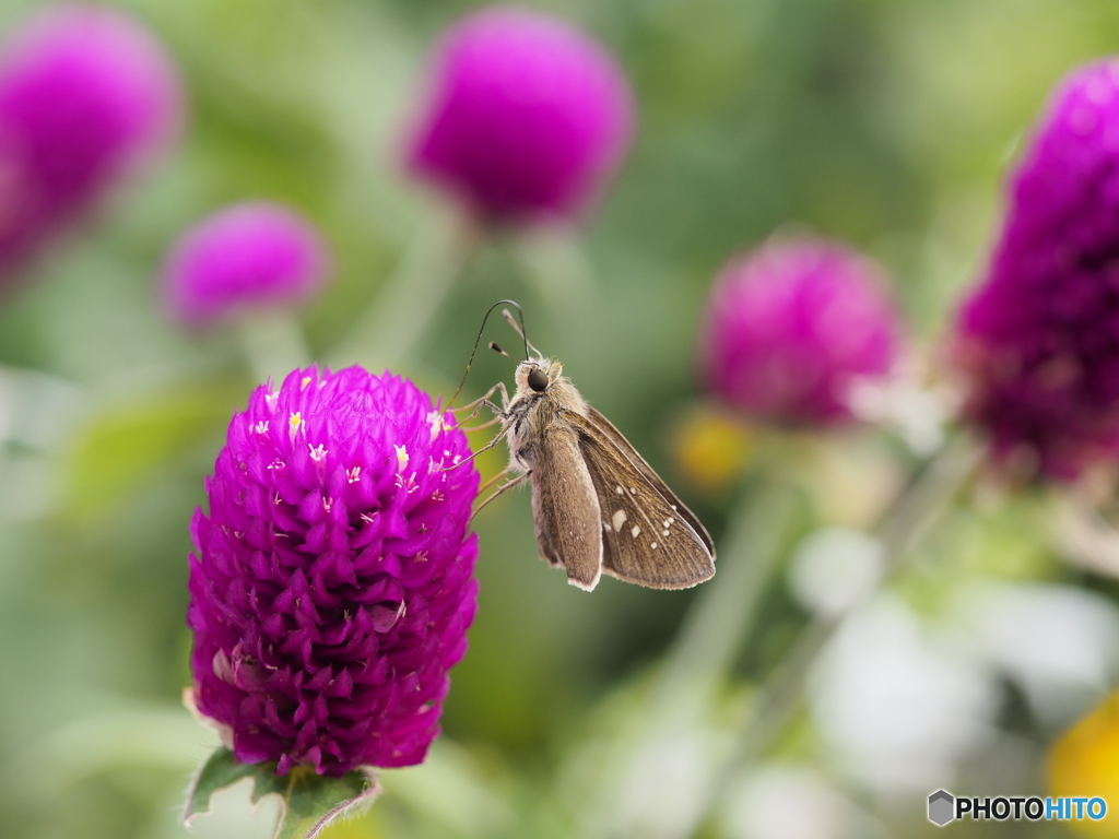 センニチコウにチャバネセセリ