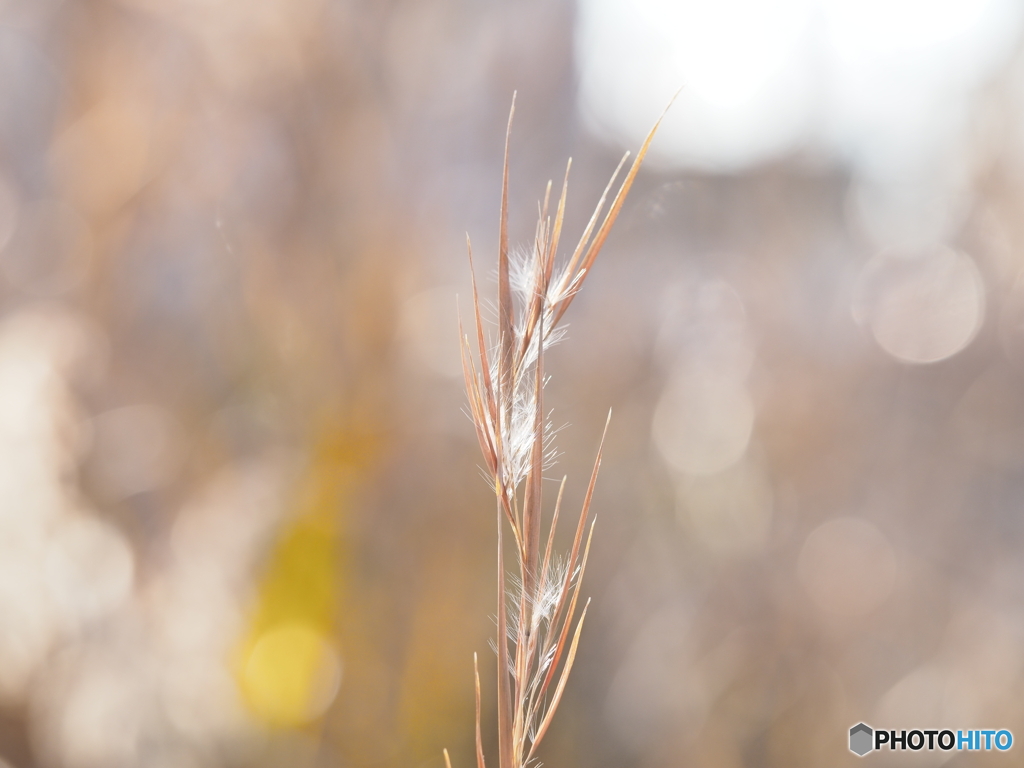 メリケンカルカヤ