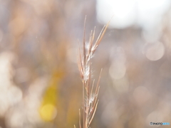 メリケンカルカヤ