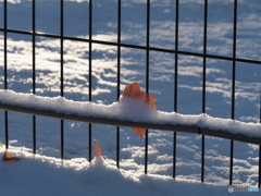 雪の日－１