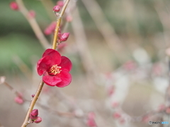 ボケの花