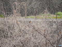 春の川辺ー１